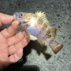 GWメバリング釣行