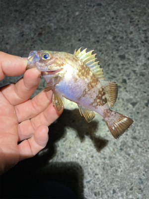 GWメバリング釣行