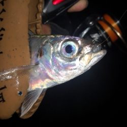 アジング練習　290　