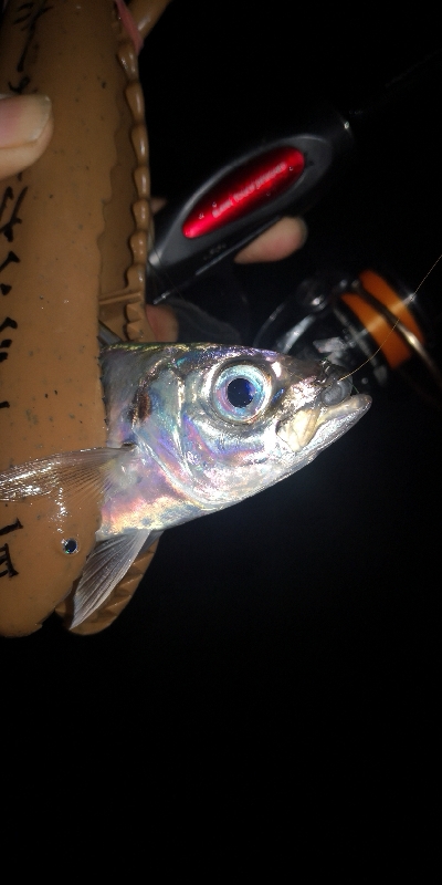 アジング練習　290　