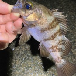 雨上がりのライトゲーム