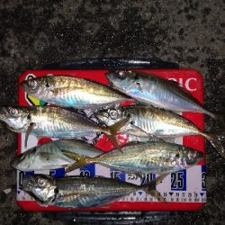 アジング練習　291　