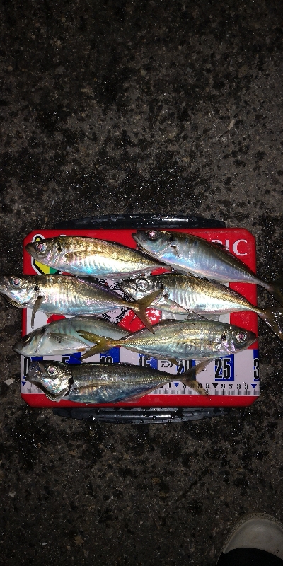 アジング練習　291　