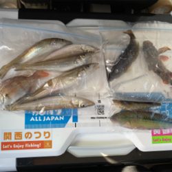 カレイ、キス、五目釣り