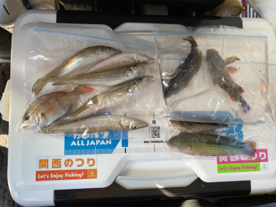 カレイ、キス、五目釣り