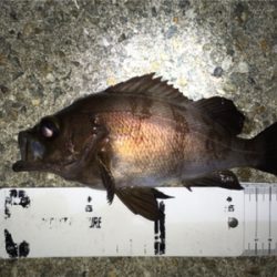 メバル数釣り