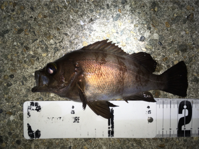 メバル数釣り