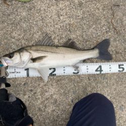 ムニエルが美味しい