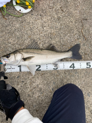 ムニエルが美味しい