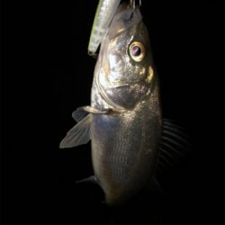 チーバスばかり•••