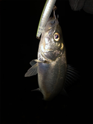 チーバスばかり•••