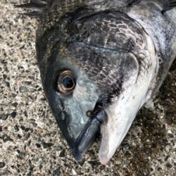 今朝はアタリ多い