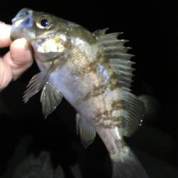 リリースサイズは入れ食い