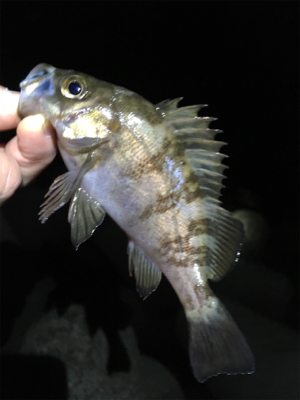 リリースサイズは入れ食い