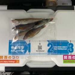 久しぶりの白灯で、キス釣り