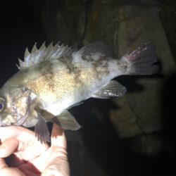 爆風メバリング