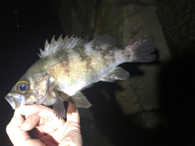 爆風メバリング