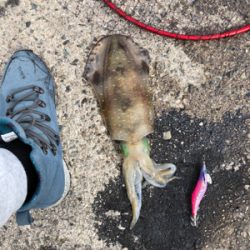 昼からのエギング！