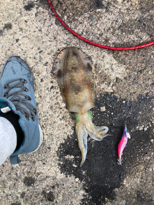 昼からのエギング！