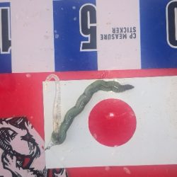 アジング練習 295