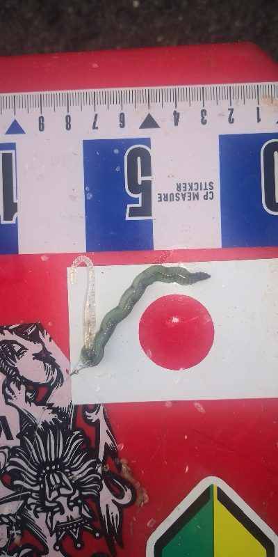 アジング練習 295