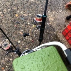 春イカシーズン到来