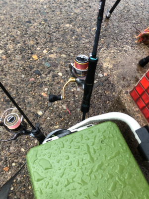 春イカシーズン到来