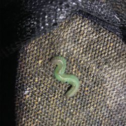 ベイトだらけでシーバスだらけアジング