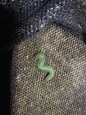 ベイトだらけでシーバスだらけアジング