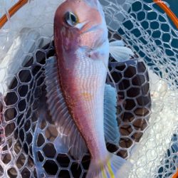 マイボートで大物ゲット!自己新記録!