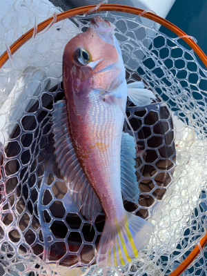 マイボートで大物ゲット!自己新記録!