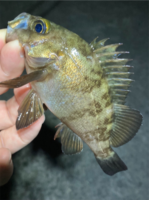 梅雨のメバル