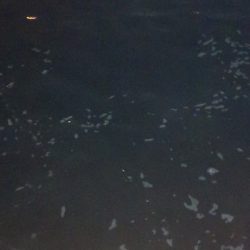 アジング練習　297