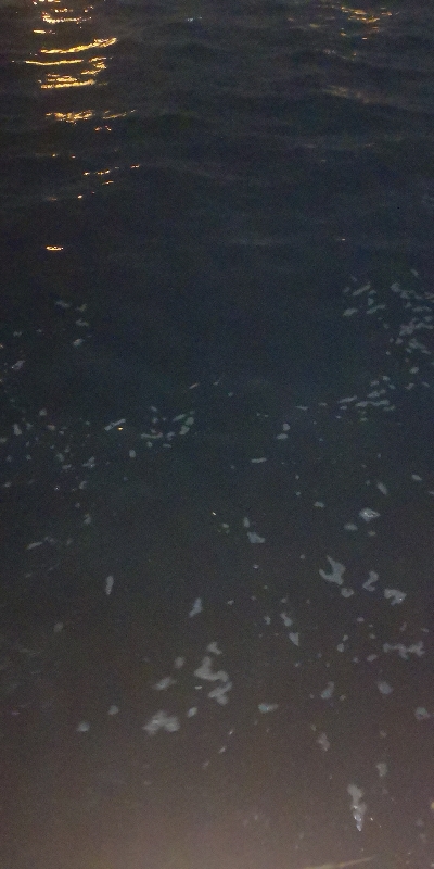 アジング練習　297