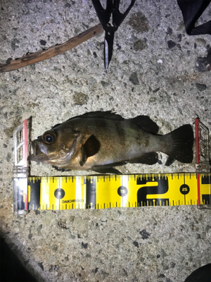 良型よく釣れます