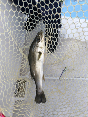 知り合いと共にボートシーバス