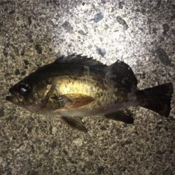 梅雨メバル始まる