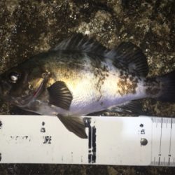 好調梅雨メバル