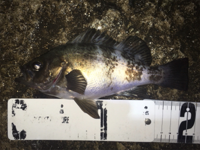 好調梅雨メバル