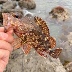 ロックフィッシュ