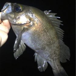 雨上がりのメバル