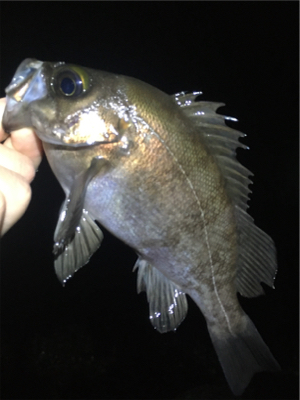 雨上がりのメバル