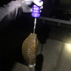 2日連続アオリイカ  GET＼(^o^)／