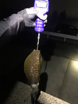 2日連続アオリイカ  GET＼(^o^)／