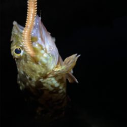 まだメバル全然いる!