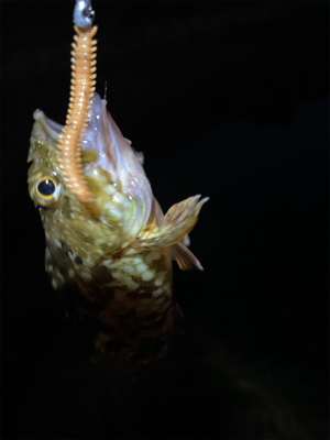 まだメバル全然いる!