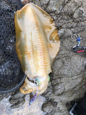 自分的に大漁(*゚∀゚*)