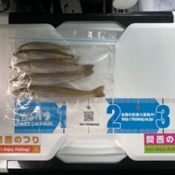 キス、五目釣り、