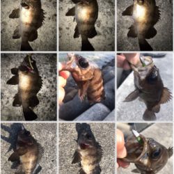 2021ライトゲーム第15戦