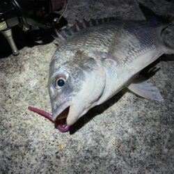 淀川ブリームゲーム